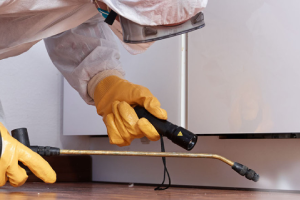 Messie Schädlingsbekämpfung Bad Oeynhausen